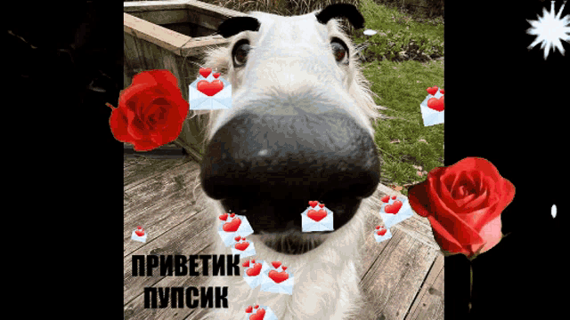 a picture of a dog with hearts coming out of its nose and the words " приветик пупсик " on the bottom