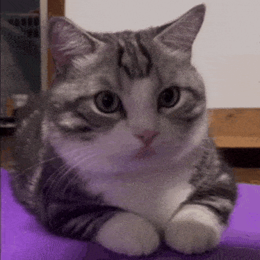 a gray and white cat is laying on a purple mat and looking at the camera