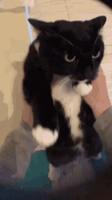 a person is holding a black and white cat