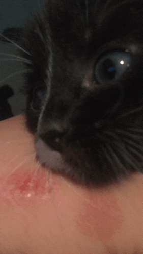 a close up of a black cat with a red spot on its chest