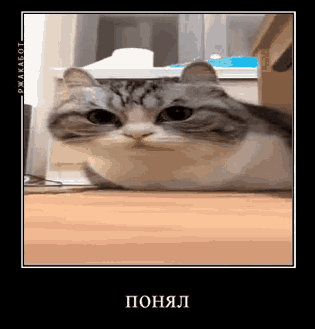 a gray and white cat laying on a wooden table with a russian caption