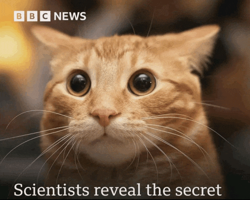 a close up of a cat with the words bbc news behind it