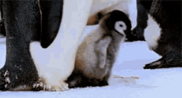 a baby penguin is standing next to its mother