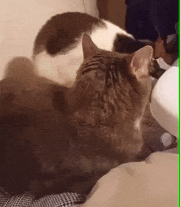 Cat Scared Cat GIF - Cat Scared Cat Yelling Cat GIFs