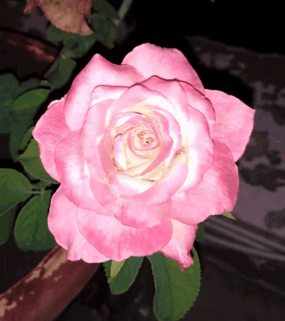 a close up of a pink and white rose