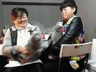 Cat Fight!!!!!!!!!!!!!!!!!!! GIF - Cat Fight Meow GIFs