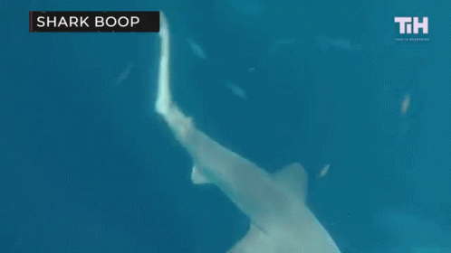 Shark Boop GIF - Shark Boop Swimming GIFs