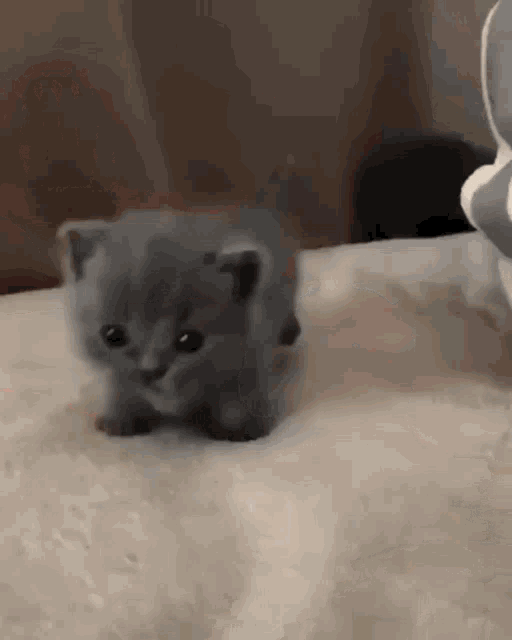 Cat Kitten GIF - Cat Kitten Baby GIFs