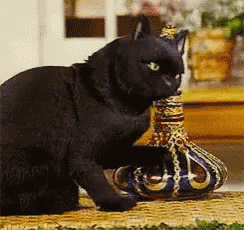 Funny Animals Genie In A Bottle GIF - Funny Animals Genie In A Bottle Or Not GIFs