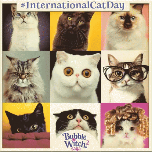 International Cat Day National Cat Day GIF - International Cat Day National Cat Day Happy Cat Day GIFs