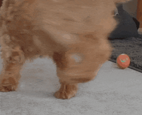 Juke Barking GIF