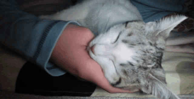 a person is petting a sleeping cat with their hand
