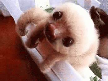 What Do We Have Here? GIF - Sloth Baby GIFs