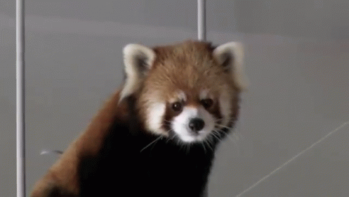 Yes, I Am Listening GIF - Red Pandas Pandas Cute GIFs