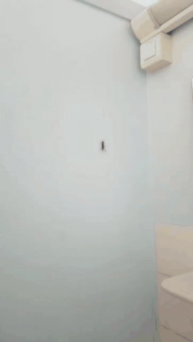 Insect Wall GIF - Insect Wall Scutigera GIFs