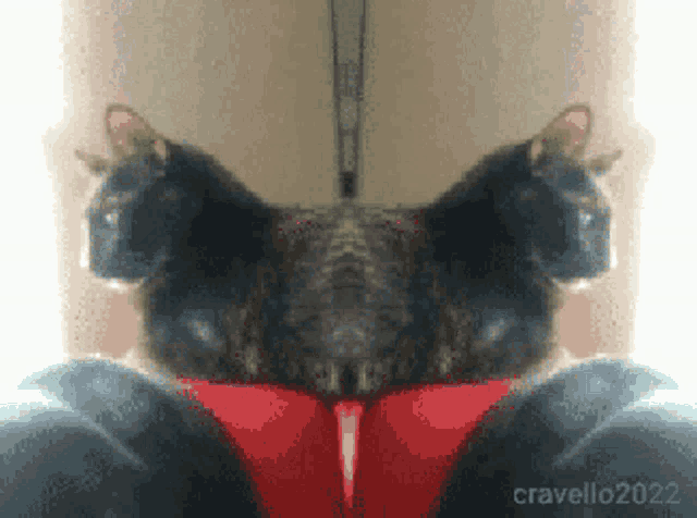 a picture of a cat with the year 2022 on the bottom right