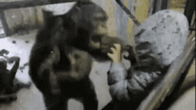 a person is being attacked by a gorilla in a zoo