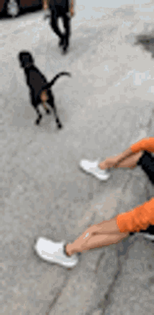 a person is sitting on the sidewalk while a dog runs behind them .