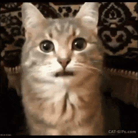 Cat Silly Cat GIF - Cat Silly Cat Silicate GIFs
