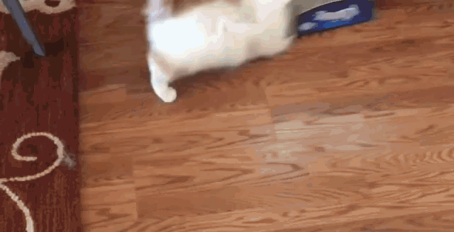 a cat is standing on a wooden floor next to a rug .