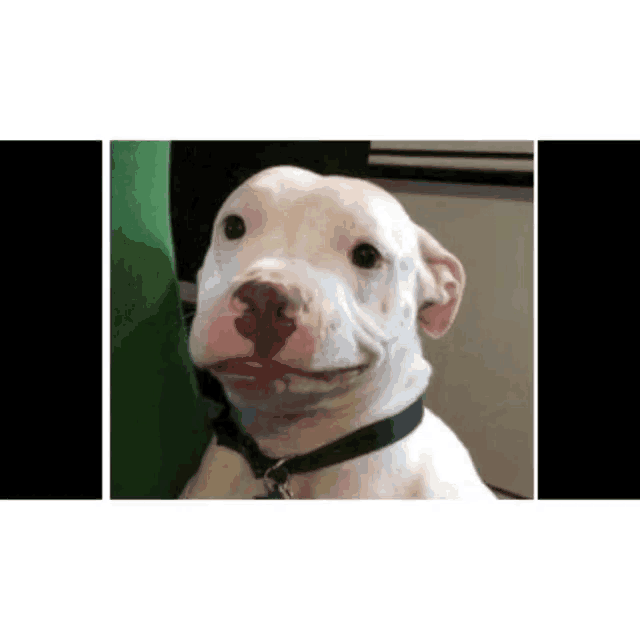 a white dog wearing a black collar is smiling at the camera .