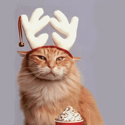 a cat wearing antlers is holding a starbucks cup with whipped cream