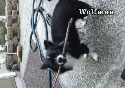 Wolfman GIF - Wolfman Chihuahua Apple GIFs