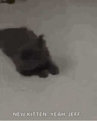 a kitten is laying on its back on a white surface and says `` new kitten ... yeah , jeff ... '' .