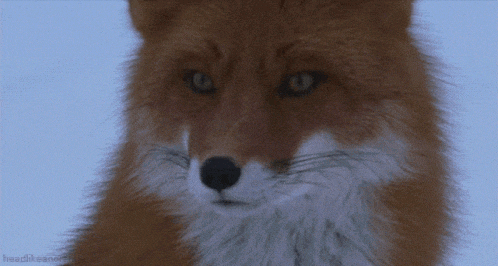 a close up of a fox 's face with the words headlikeanorange in the corner