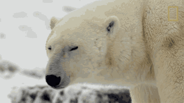 Observing Polar Bear Destination Wild GIF - Observing Polar Bear Destination Wild Staring GIFs