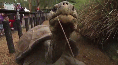 Australia'S Tubby Turtle Is A Big Hit GIF - Wildlife GIFs