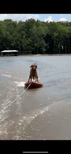Waterski Dog Skii G GIF