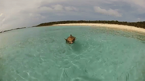 Pig Swimming In Ocean At Pig Island GIF - Island Pig Island Pig GIFs