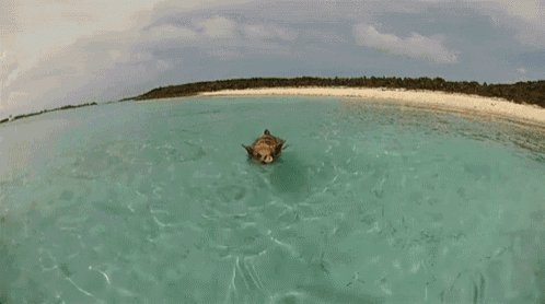 a dog with its mouth open is swimming in a pool