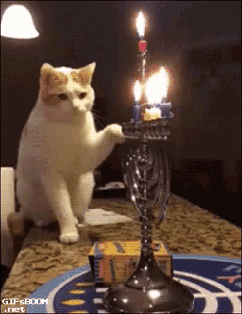 Flame Fire GIF - Flame Fire Cat GIFs
