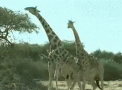 giraffe-fight.gif