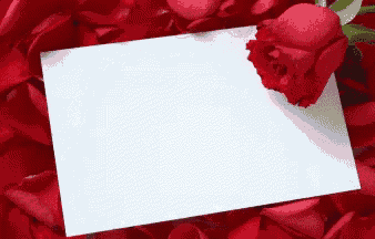 a white card is surrounded by red petals and a red rose