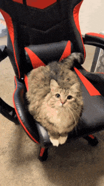 a fluffy cat is sitting on a black and red chair