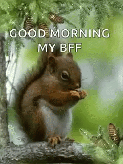 Squirrel Animation GIF - Squirrel Animation GIFs