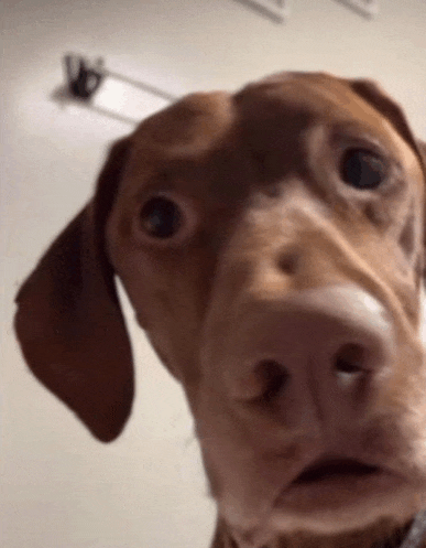 a close up of a brown dog 's face with a hook in the background