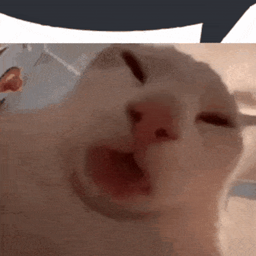 Cat Tongue GIF - Cat Tongue Speech Bubble GIFs
