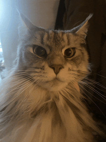 a close up of a cat 's face with a collar on