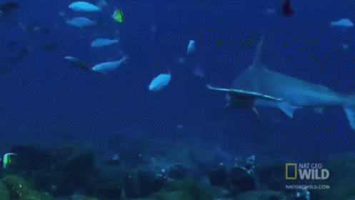 Hammerhead Shark GIF - Hammerhead Shark Ocean GIFs