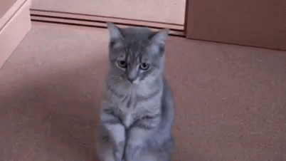 Cats Begging GIF - Cats Begging Please GIFs