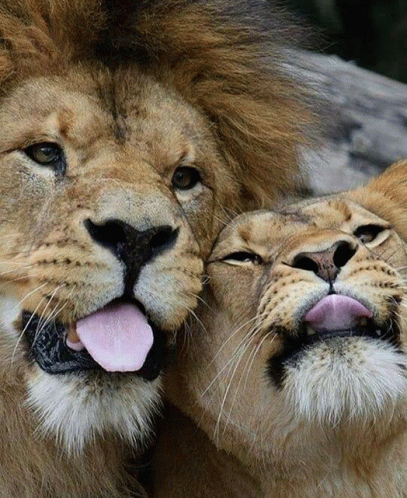 Lions Selfie GIF - Lions Selfie GIFs