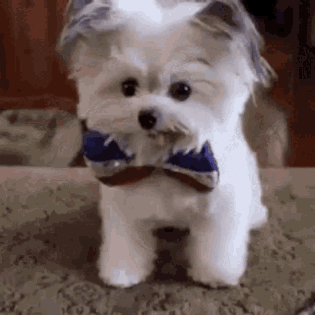 a small white dog wearing a bow tie is standing on a couch .