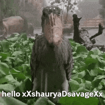 a bird with a large beak is standing in a field of plants and says hello xxshauryadsavagexx