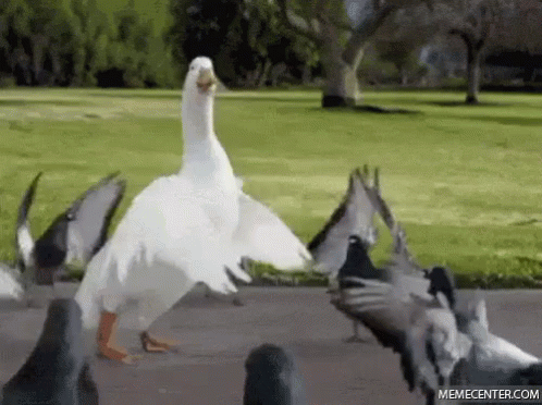 Swan GIF - Swan Pigeons Dancing GIFs
