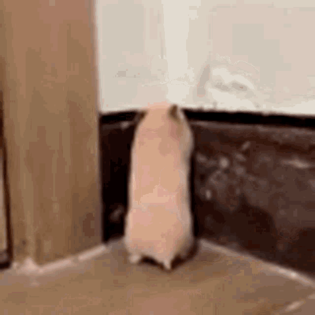 Scared Hamster GIF - Scared Hamster GIFs