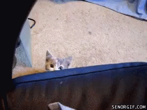 Hello There GIF - Cat Sup Cute GIFs